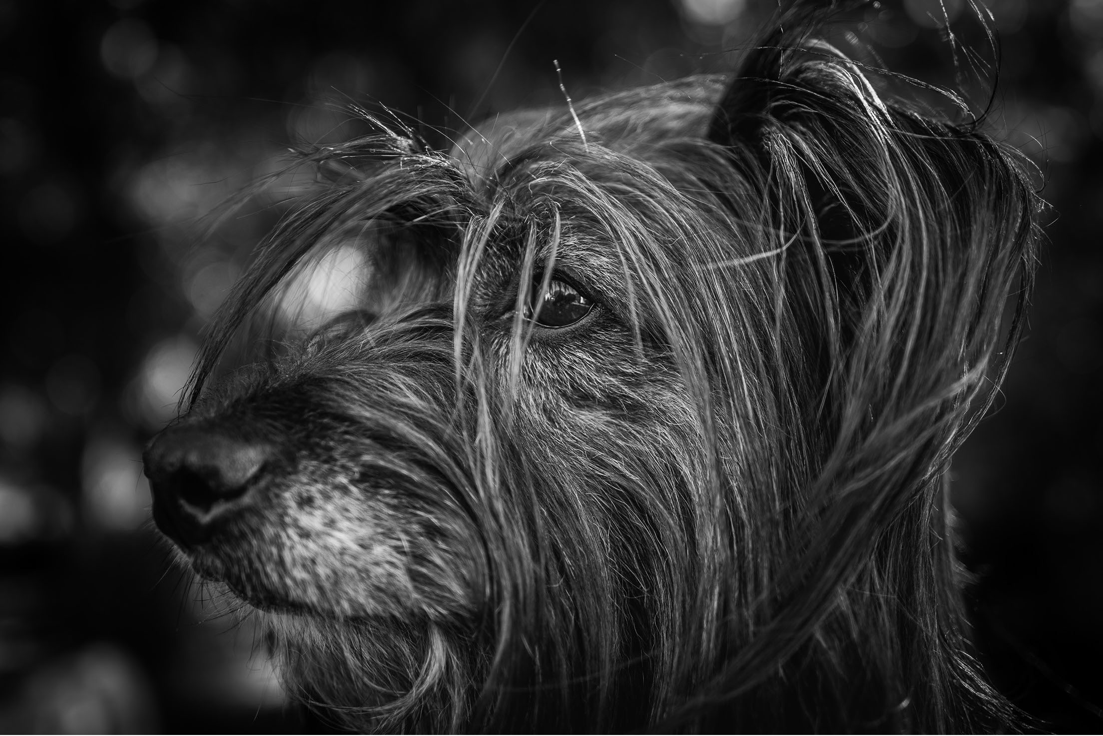 monochrome q2
